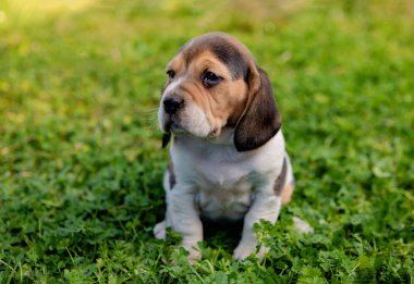 Yeşil çim üzerinde güzel beagle köpek yavrusu