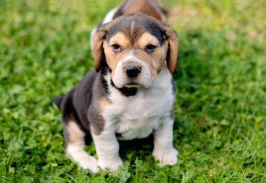 Yeşil çim üzerinde güzel beagle köpek yavrusu