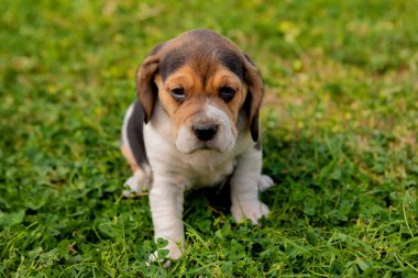Yeşil çim üzerinde güzel beagle köpek yavrusu