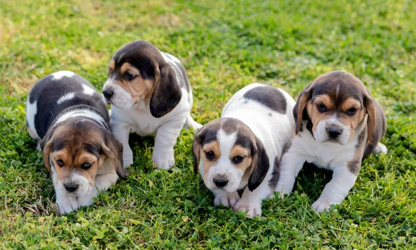 Четыре прекрасных щенка на траве — стоковое фото