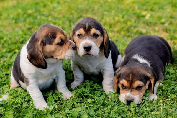 Three pupies together in the garden — Stock Photo, Image