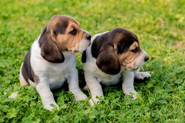 Lindos filhotes de beagle na grama verde — Fotografia de Stock