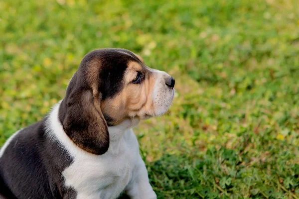 Mooie beagle puppy op het groene gras — Stockfoto