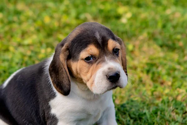 Krásné beagleho štěně na zelené trávě — Stock fotografie