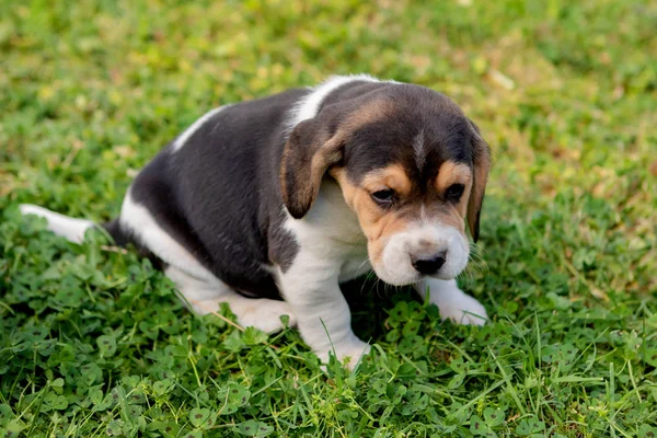 Bonito filhote de cachorro beagle na grama verde — Fotografia de Stock