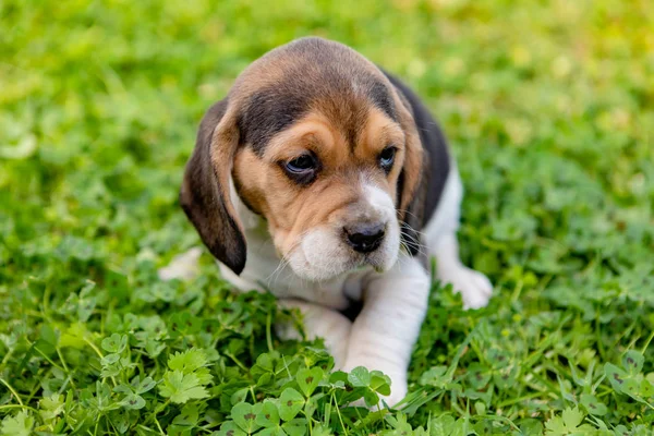 Beautiful beagle puppy on the green grass — Stock Photo, Image