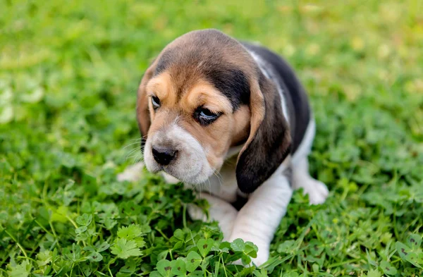 Bonito filhote de cachorro beagle na grama verde — Fotografia de Stock