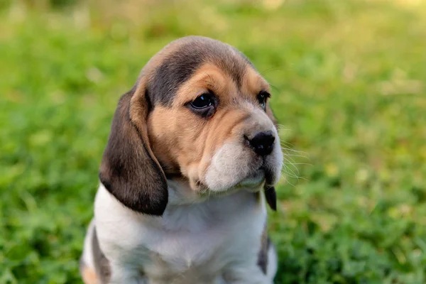 Bonito filhote de cachorro beagle na grama verde — Fotografia de Stock