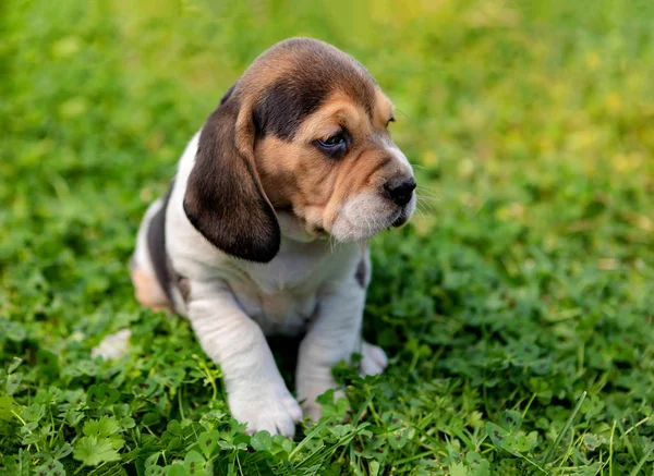 Beautiful beagle puppy on the green grass — Stock Photo, Image