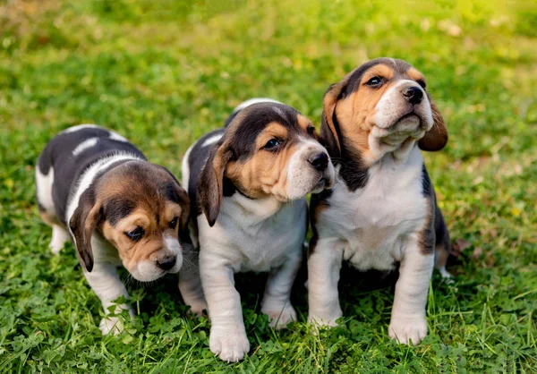 Three pupies together in the garden — Stock Photo, Image
