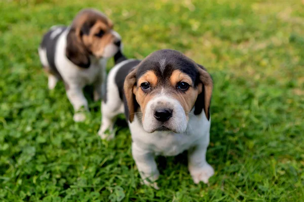 Hermosos cachorros beagle en la hierba verde —  Fotos de Stock
