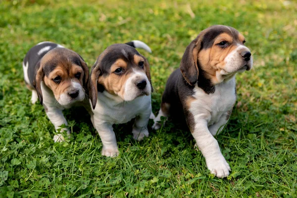 Three pupies together in the garden — Stock Photo, Image