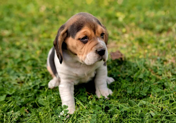 Beau chiot beagle sur l'herbe verte — Photo