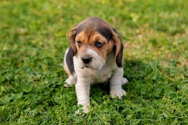 Yeşil çim üzerinde güzel beagle köpek yavrusu — Stok fotoğraf