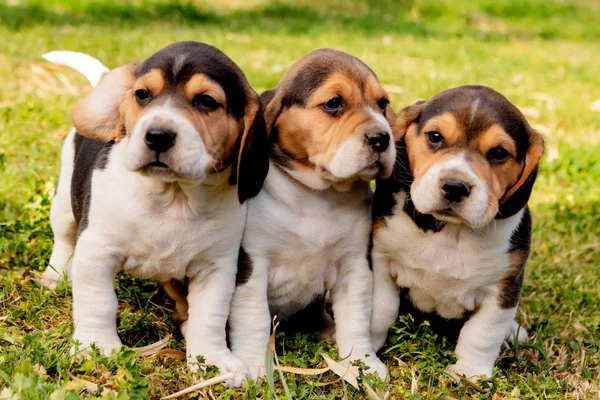 Three pupies together in the garden — Stock Photo, Image