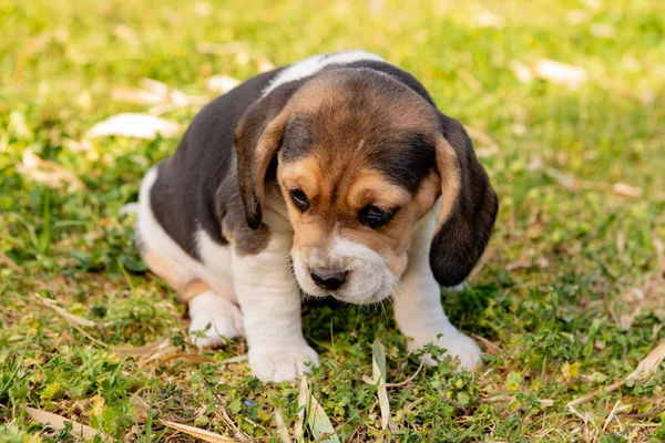 At What Age Do Beagles Calm Down