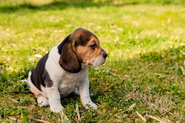 Bonito filhote de cachorro beagle na grama verde — Fotografia de Stock