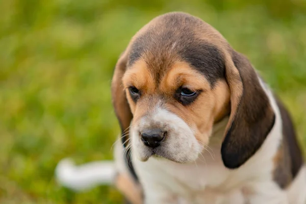 Hermoso perrito beagle en la hierba verde Imagen de stock