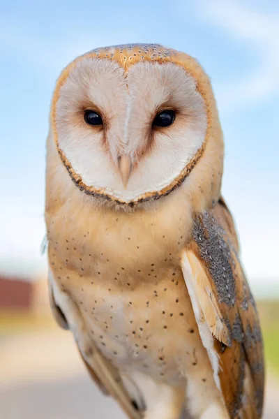 Portret van witte uil — Stockfoto