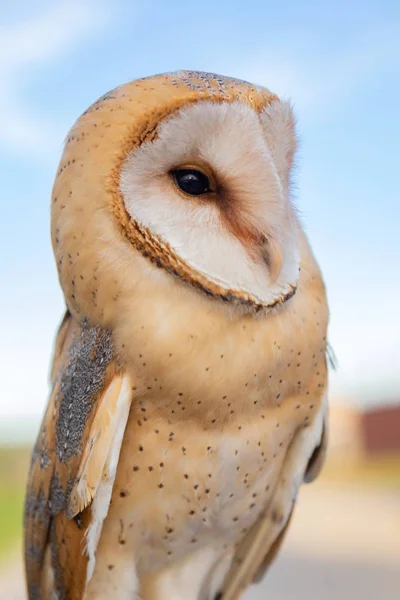 Portret van witte uil — Stockfoto