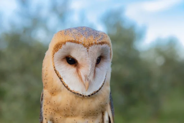 Porträtt av vit uggla — Stockfoto