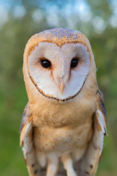 Portrait of white owl — Stock Photo, Image