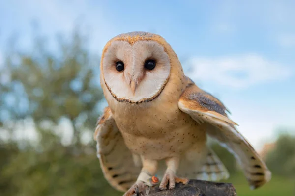 Porträtt av vit uggla — Stockfoto