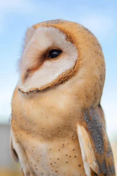 Portret van witte uil Rechtenvrije Stockafbeeldingen