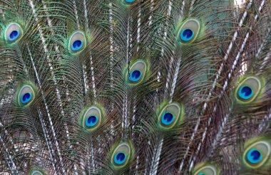 Onun sergi sırasında Amazing tavus kuşu