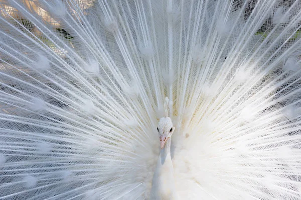 Increíble pavo real blanco abriendo su cola — Foto de Stock