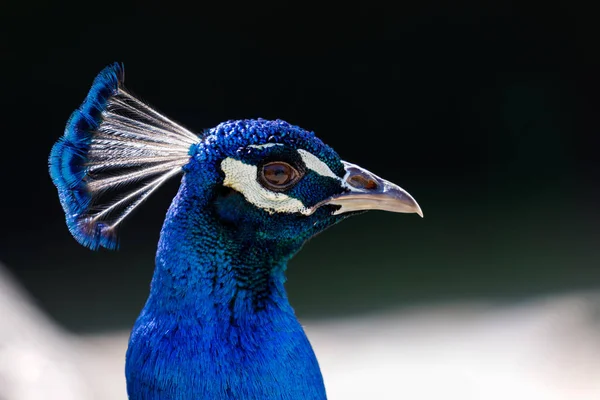 Increíble retrato de un pavo real azul con un hermoso color — Foto de Stock