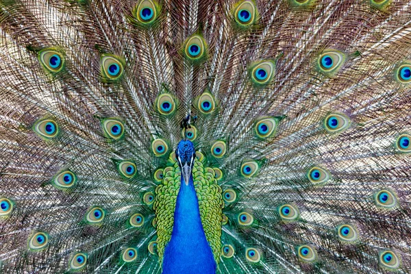 Amazing peacock during his exhibition — Stock Photo, Image