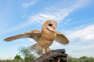 Beyaz baykuş portresi 