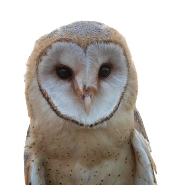 Beyaz baykuş portresi 