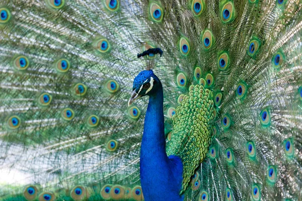 Increíble pavo real durante su exposición — Foto de Stock