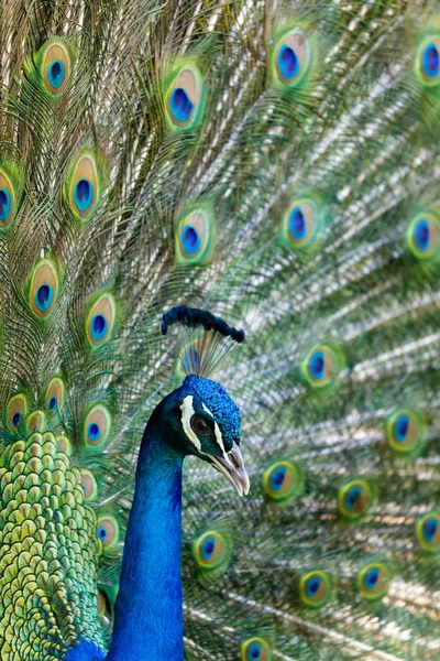Amazing peacock during his exhibition — Stock Photo, Image