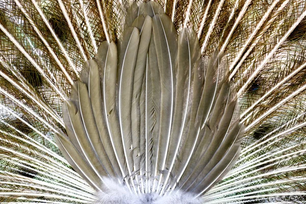 Amazing back of a peacock — Stock Photo, Image