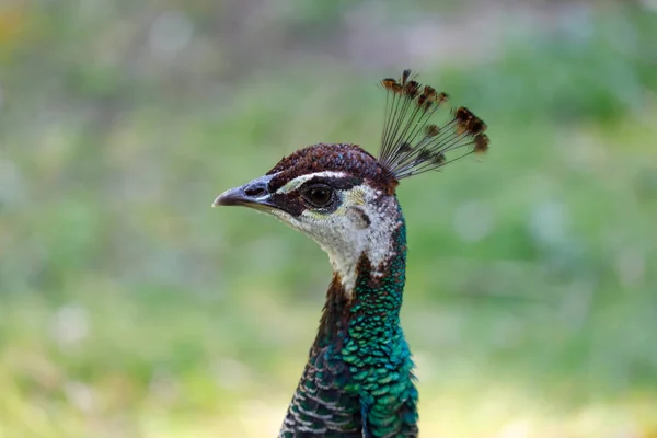 Amazing portrait of a peacock — Stock Photo, Image