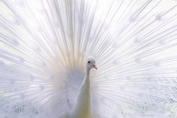 Amazing white peacock opening its tail — Stock Photo, Image