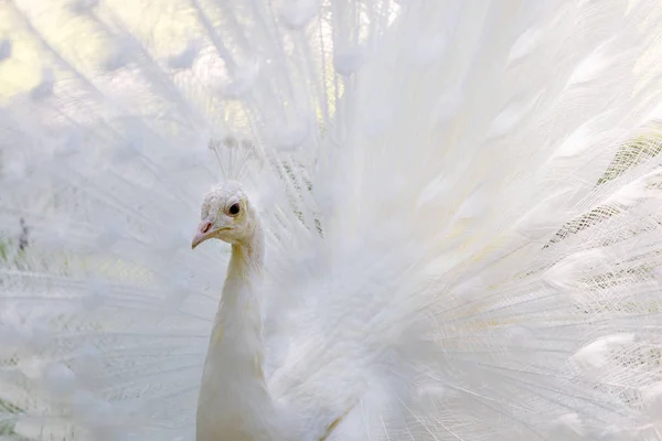 Increíble pavo real blanco abriendo su cola — Foto de Stock