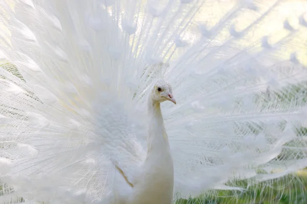 Increíble pavo real blanco abriendo su cola — Foto de Stock