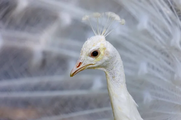 Portrait of a white peacock — Stock Photo, Image