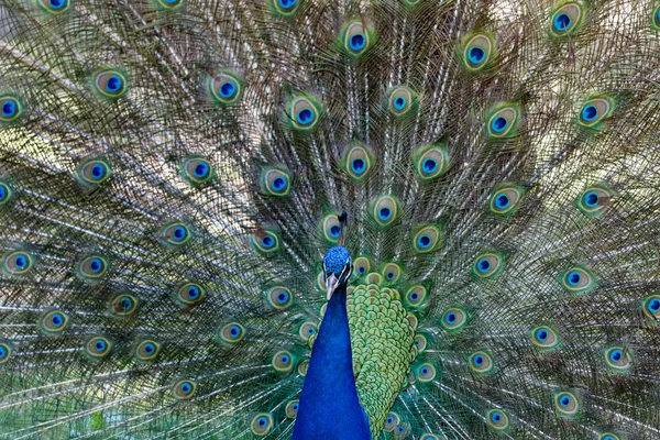 Increíble pavo real durante su exposición — Foto de Stock