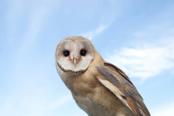 Portret van witte uil — Stockfoto