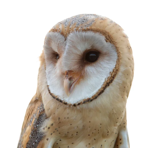 Portrait of white owl — Stock Photo, Image