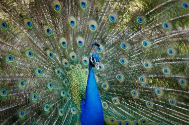 Onun sergi sırasında Amazing tavus kuşu