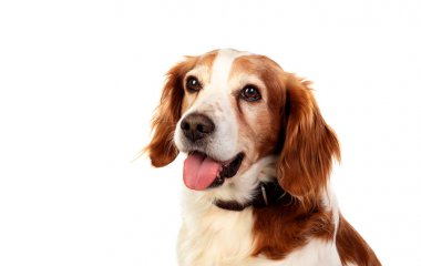 Bir köpek güzel portreler