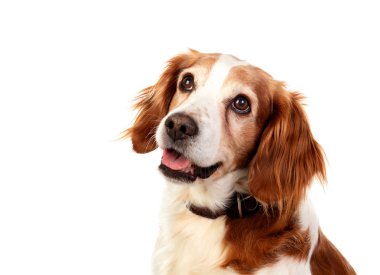 Bir köpek güzel portreler