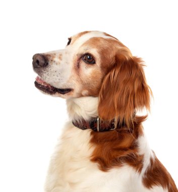 Bir köpek güzel portreler