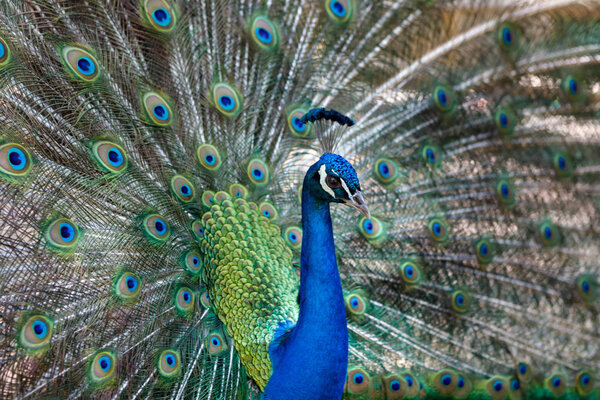 Amazing peacock during his exhibition